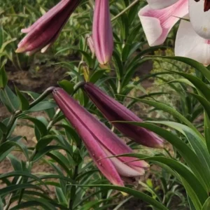 A close up of some purple flowers in the grass