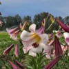 Pink and white trumpet lilies in field