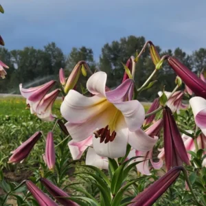 Pink and white trumpet lilies in field