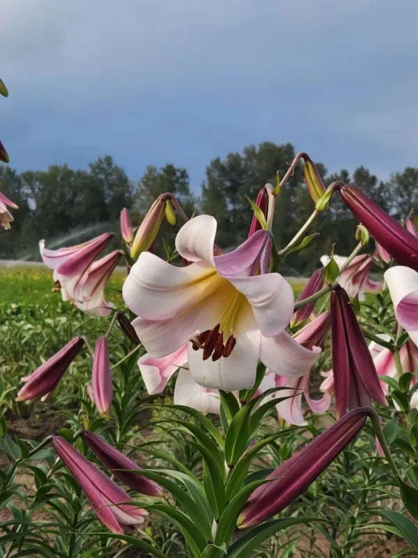 Pink and white trumpet lilies in field