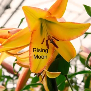 A yellow flower with the words " rising moon " written on it.