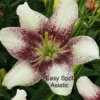 Spotted white and burgundy Asiatic lily