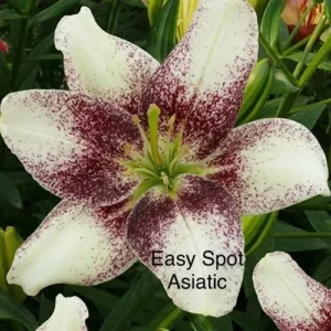 Spotted white and burgundy Asiatic lily
