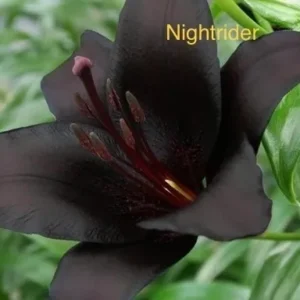 A close up of the flower with text underneath it