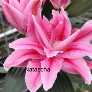 A close up of pink flowers with the name " natascha ".