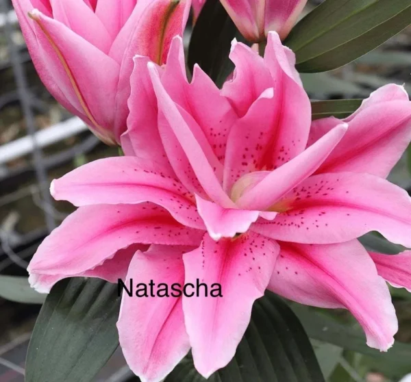 A close up of pink flowers with the name " natascha ".