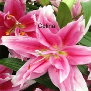 Pink stargazer lily blossoms with green leaves