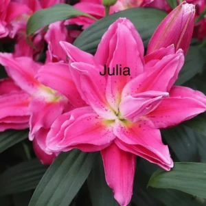 A close up of the name julia on some pink flowers