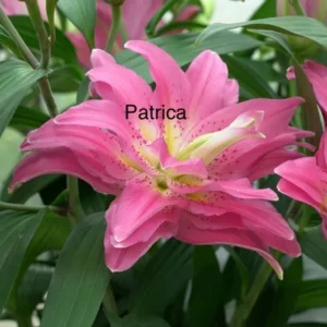 A pink flower with the name of patricia on it.