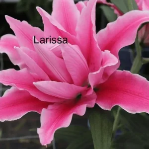A pink flower with the name of larissa