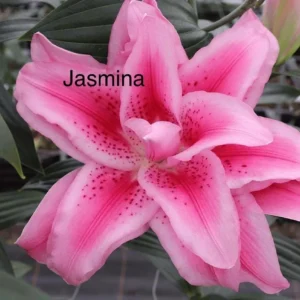A pink flower with the name of jasmine