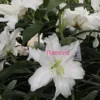 White double lily 'Ramona' close-up