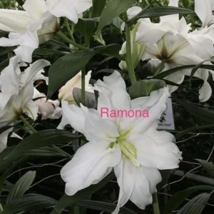 White double lily 'Ramona' close-up