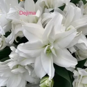 A close up of white flowers with the name " dejima ".
