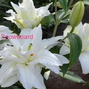A close up of some white flowers with the word snowbard