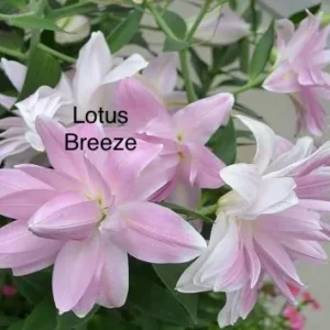 A close up of the flowers with the words " lotus breeze ".
