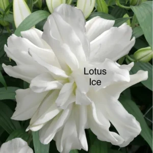 A white flower with the word " lotus ice " written on it.