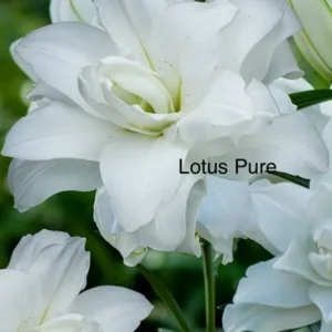 A close up of some white flowers with the words " lotus pure " written underneath.