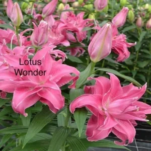 A close up of pink flowers with the words " lotus wonder " written on them.