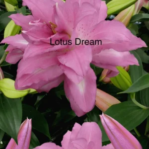 A pink flower with the words lotus dream written underneath it.