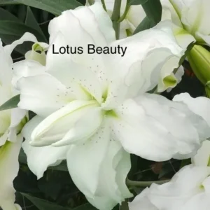 white layered flower close-up with green foliage
