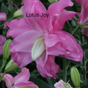 A close up of the flower with the word " lotus joy " written on it.