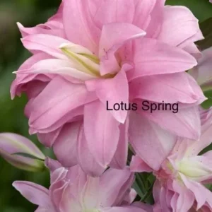 Soft pink double-petaled flower cluster