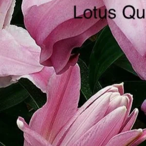 A close up of pink flowers with the words lotus queen written underneath.