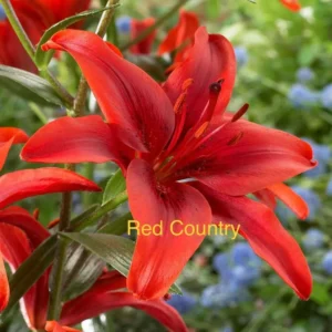 A red flower with the word " red country ".