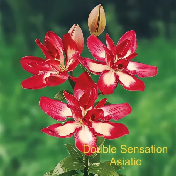 Red and white Double Sensation Asiatic lilies