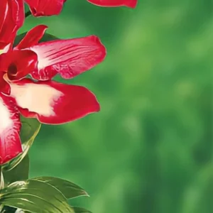 Red and white flower close-up