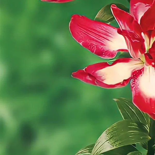 red and white flower on blurred green background