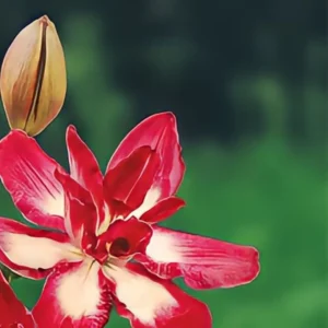 Vibrant red and white flower with bud