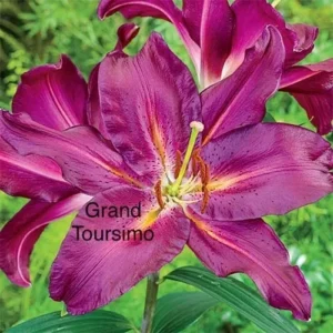 A purple flower with yellow center and green leaves