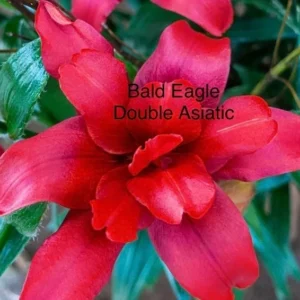 Red double Asiatic lily "Bald Eagle