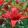 Red Eagle double Asiatic lily blossoms