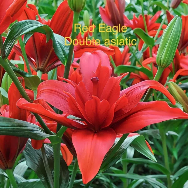 Red Eagle double Asiatic lily blossoms