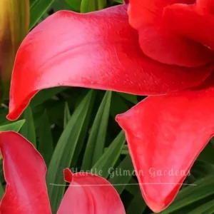 Close-up red canna lily petals against leaves