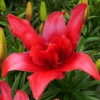 vibrant red double lily with green buds