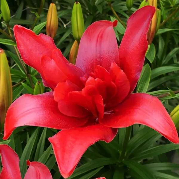 vibrant red double lily with green buds
