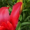 Vibrant red lily petals with bud