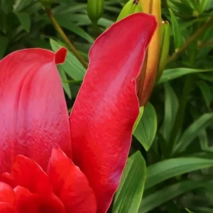 Vibrant red lily petals with bud