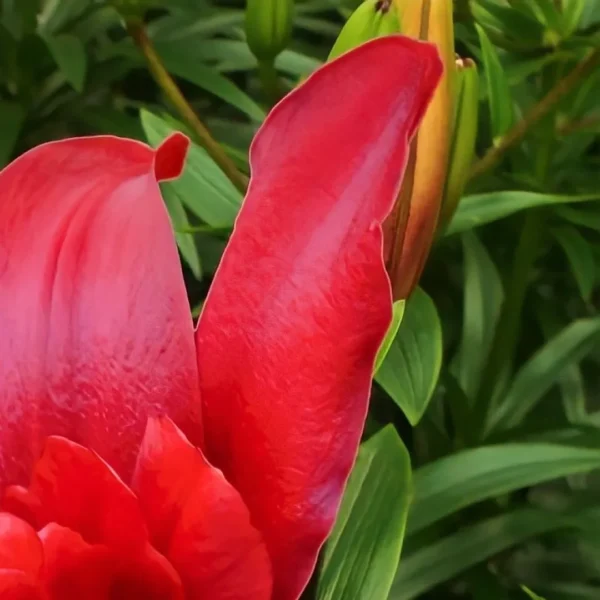 Vibrant red lily petals with bud