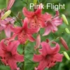 A close up of pink flowers with the words " pink flight " in front.
