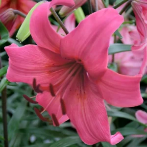 Close-up vibrant pink lily blossom