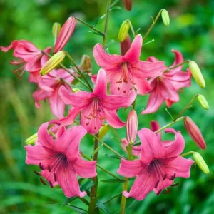 Cluster of pink lilies with buds