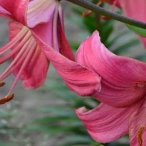 Curled deep-pink lily petal with visible stamen