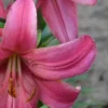 Pink lily close-up with visible stamens