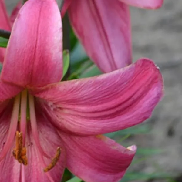Pink lily close-up with visible stamens