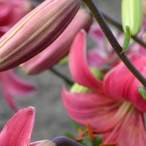 Close-up of pink lily buds and blossoms